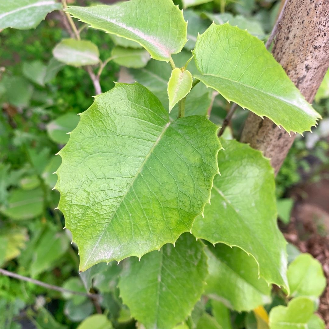 Pruno Ilicifolia - Prunus Ilicifolia