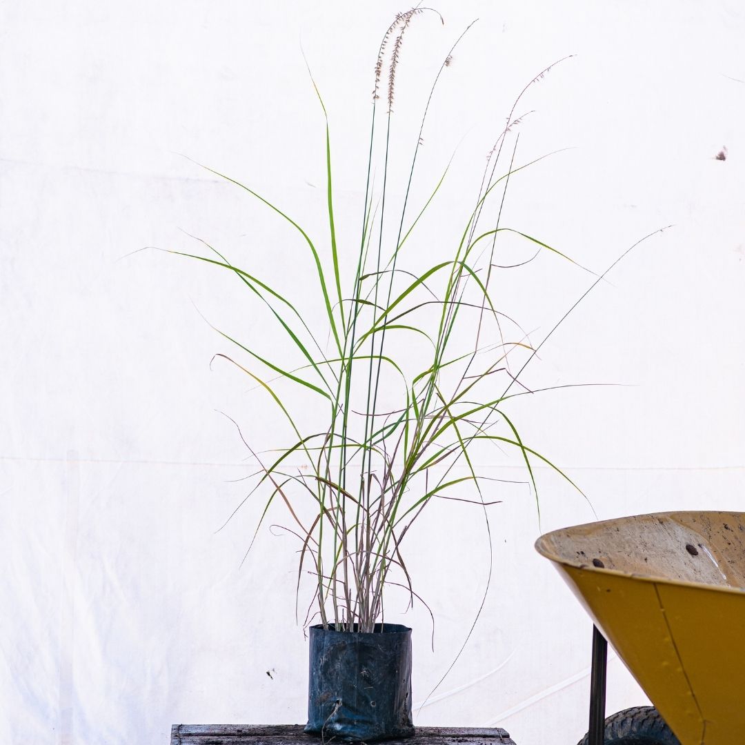 Penisetum Rupeliano - Pennisetum Ruppelianum