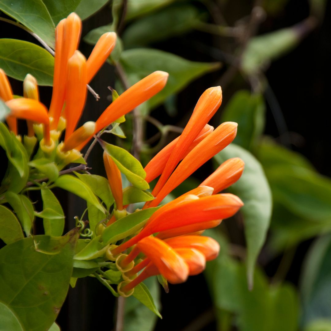 Bignonia Naranja-Bignoina de Invierno- Pirostegia Venusta