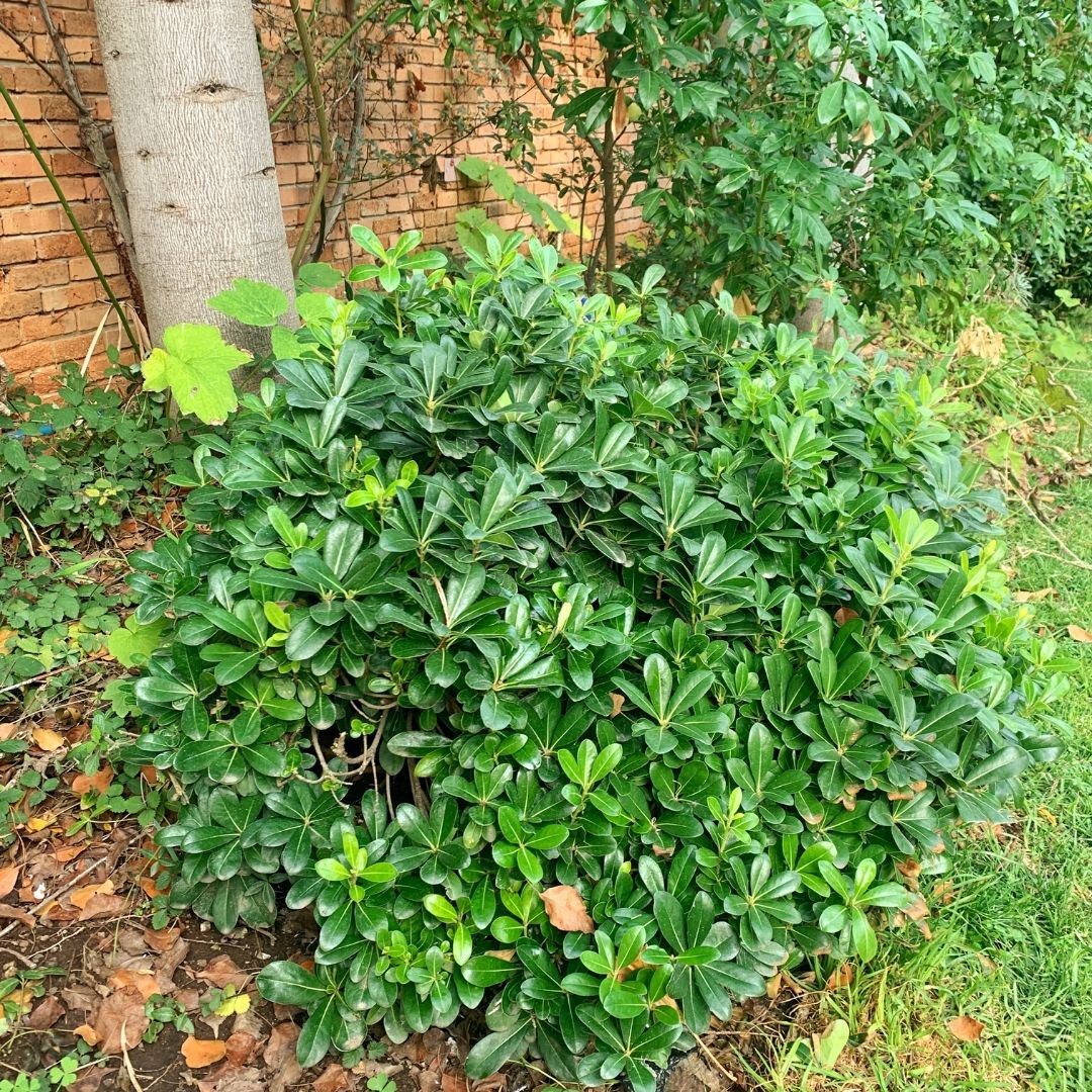 Pitosporo Tobira Enano - Pittosporum Tobira Nana