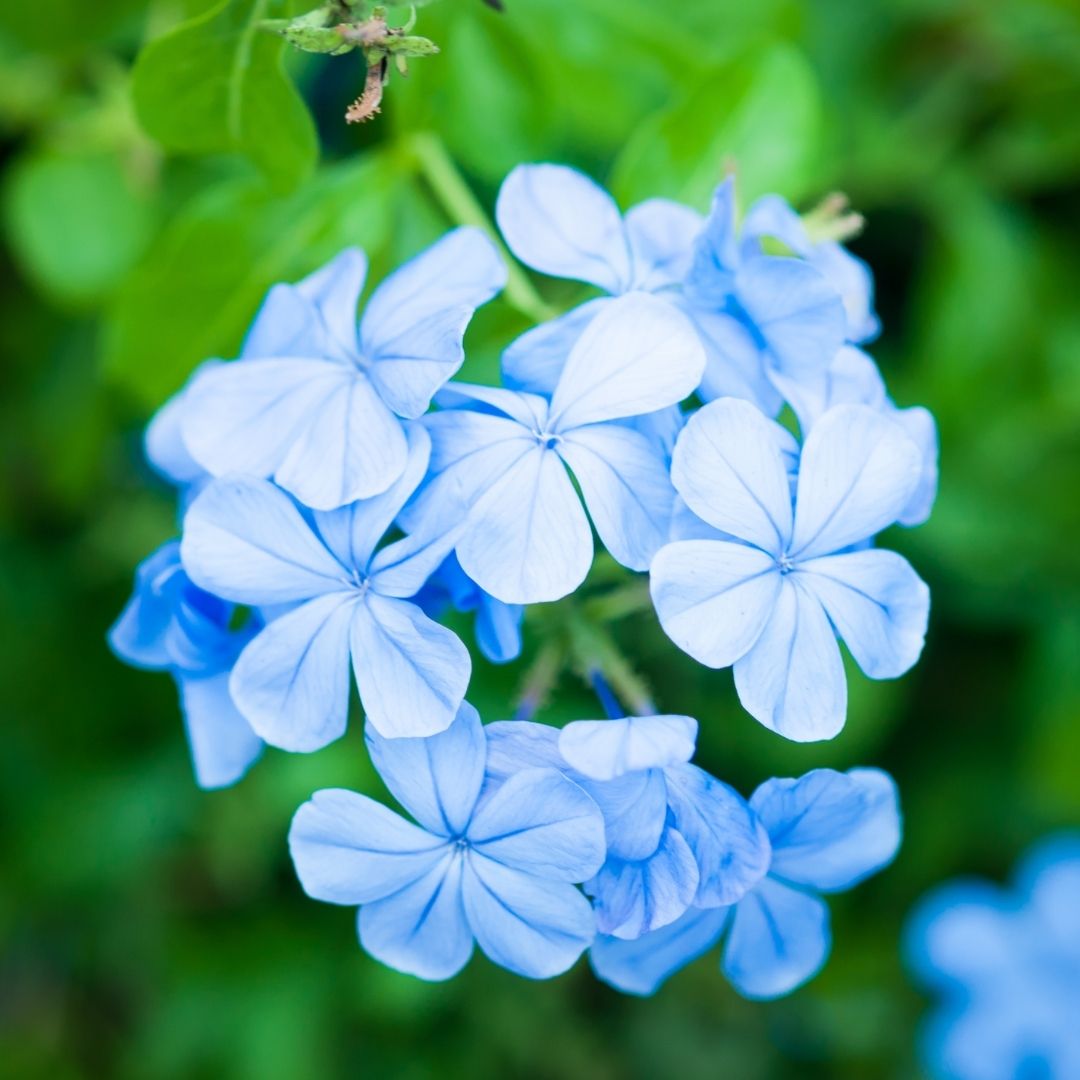 Plumbago Capensis Azul - Plumbago Capensis