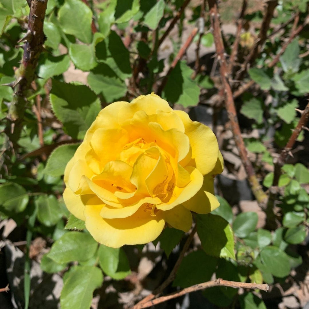 Rosa Freedom