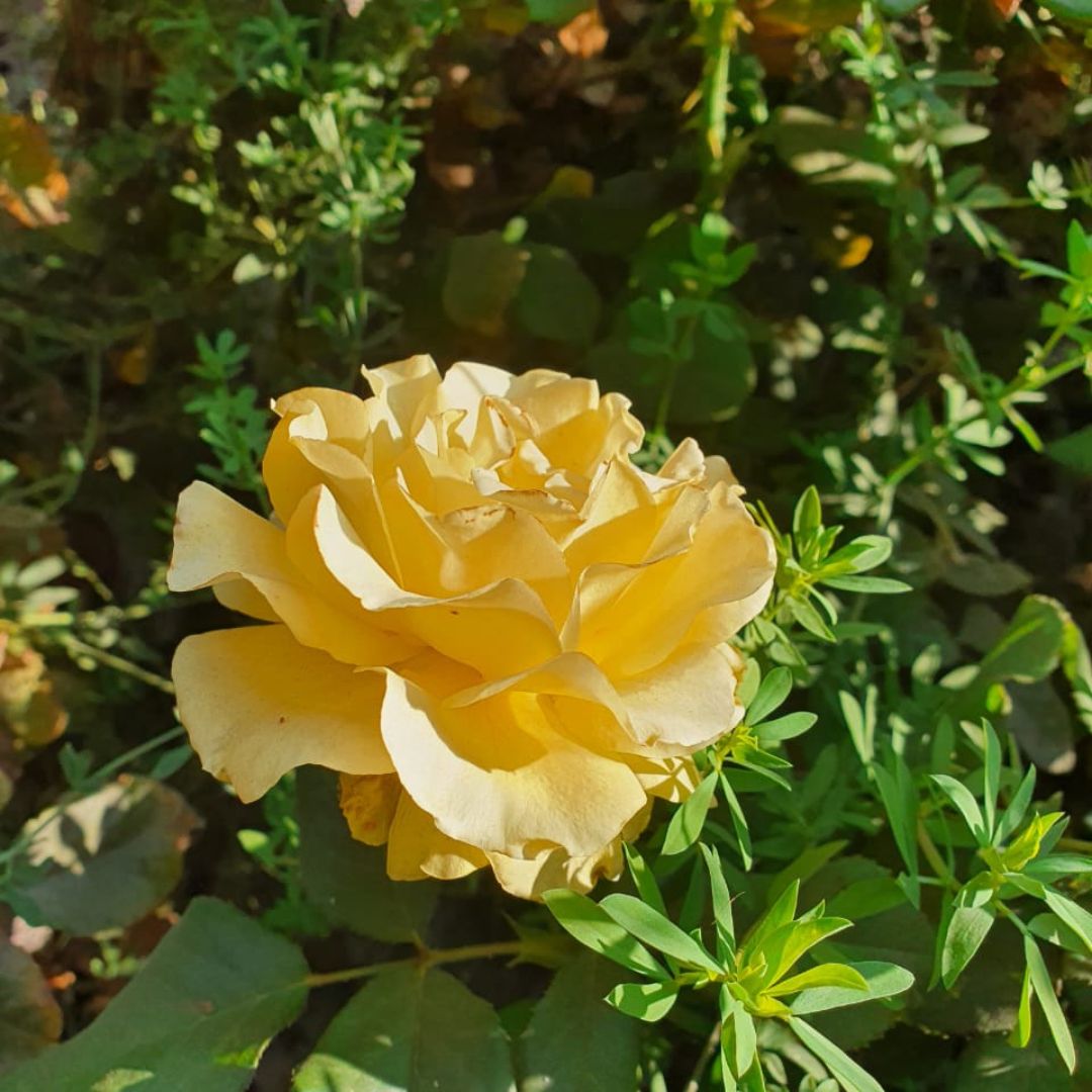 Rosa Royal Gold