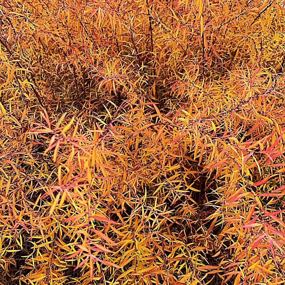Spirea Thumbergii - Spiraea Thumbergii