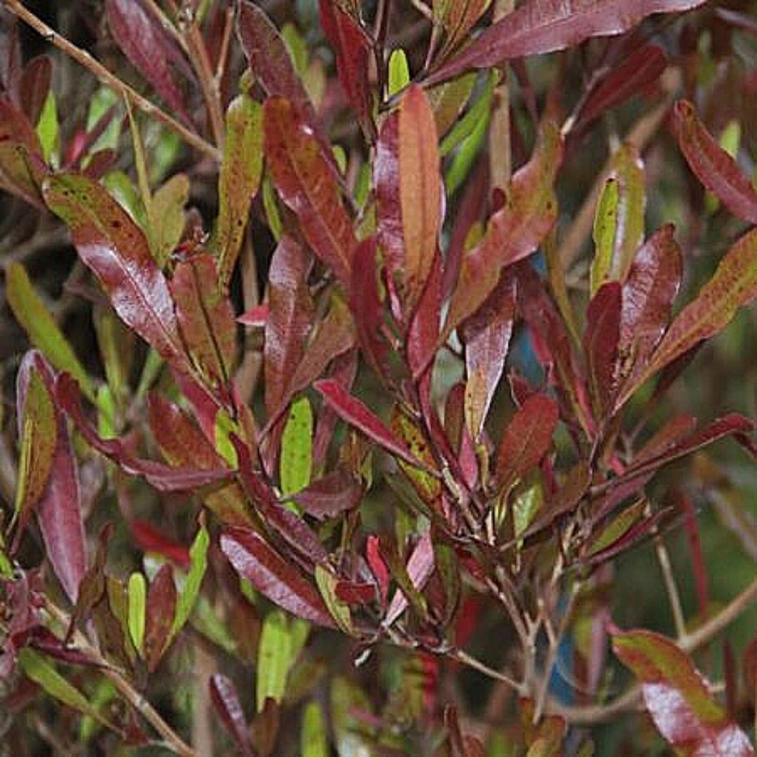 Stenocarpus Atropurpurea - Dodonaea Viscosa