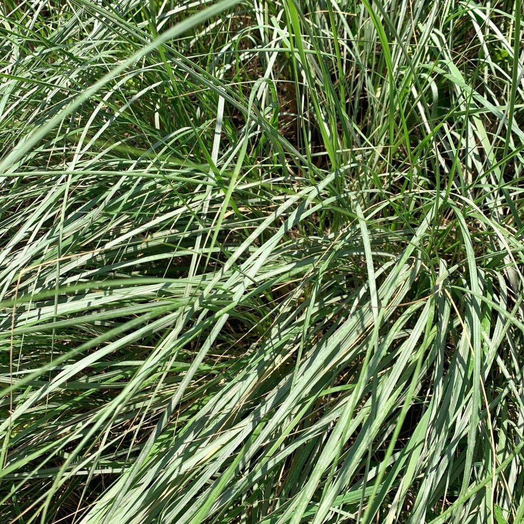 Stipa Caudata- Stipa Caudata