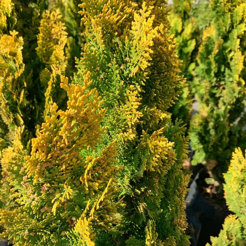 Thuja dorada - Thuja orientalis aurea