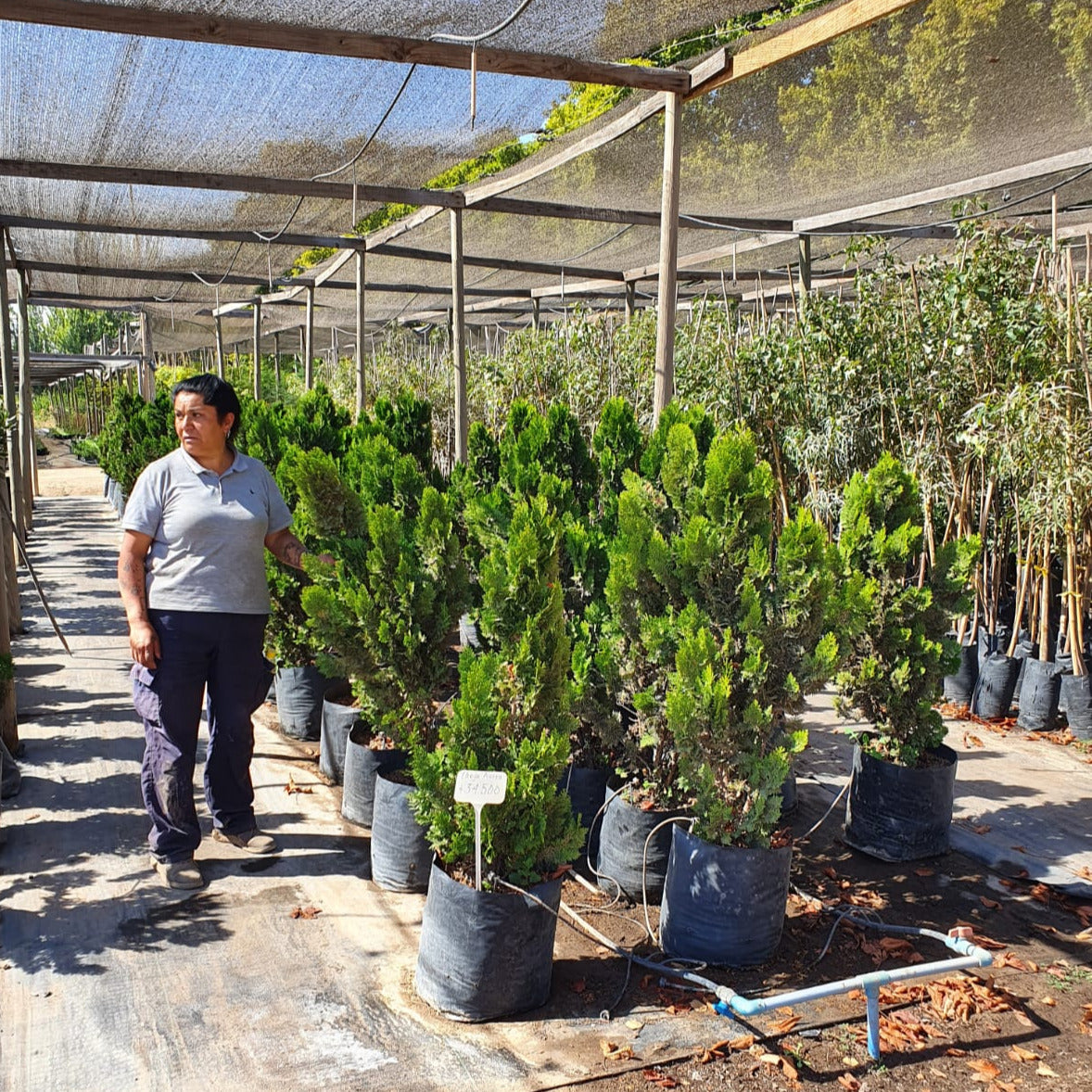 Thuja dorada - Thuja orientalis aurea