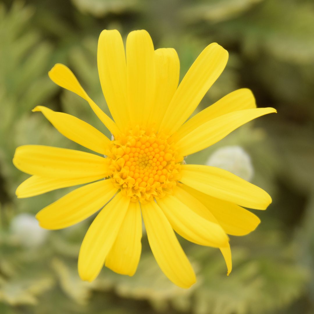 Tanacetum - Euryops Pectinatus