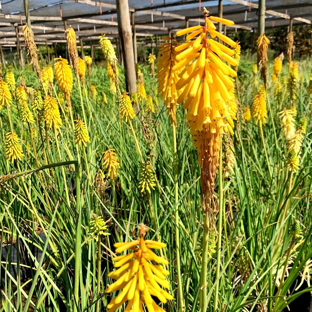 Tritoma - Kniphofia Uvaria