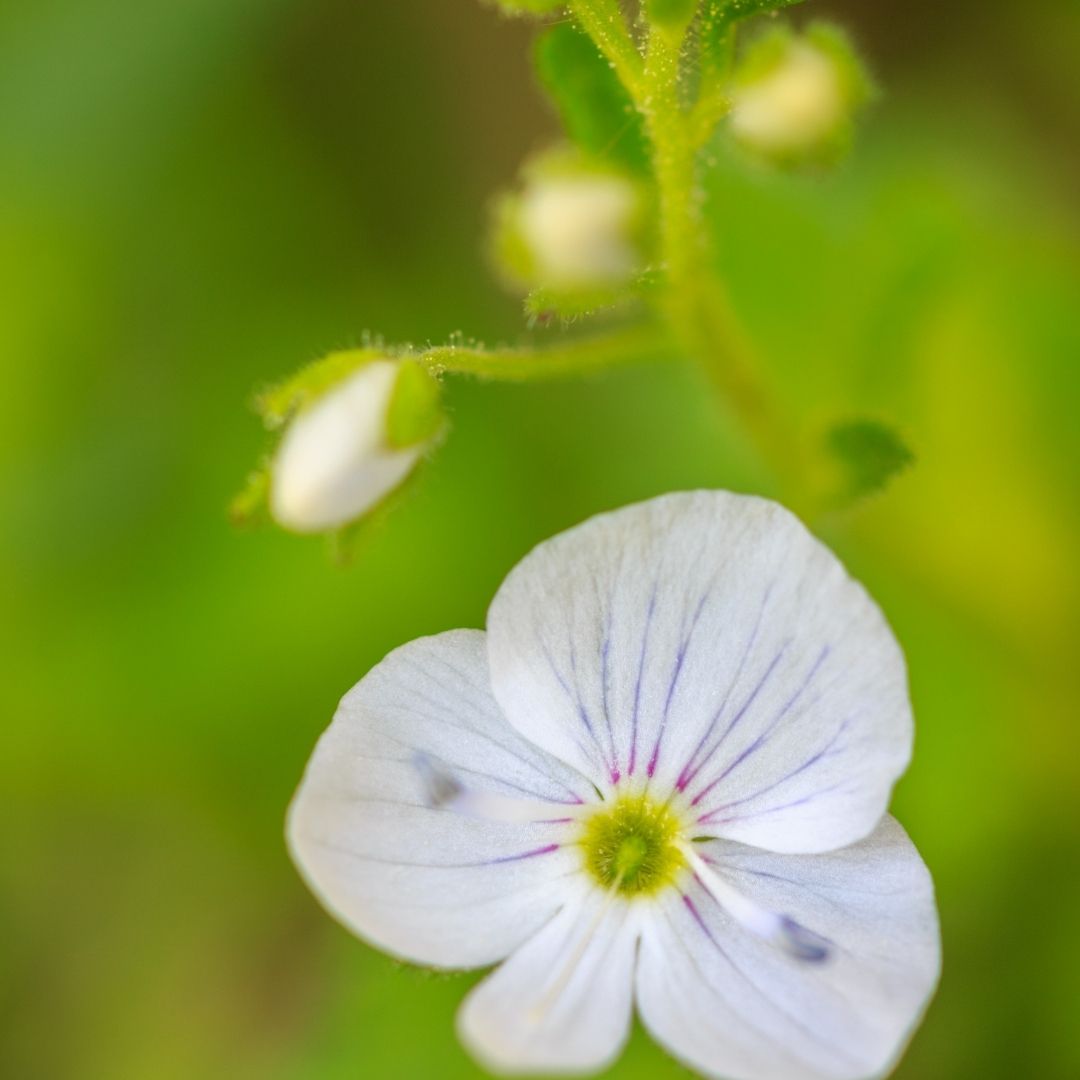Veronica Repens - Veronica Repens