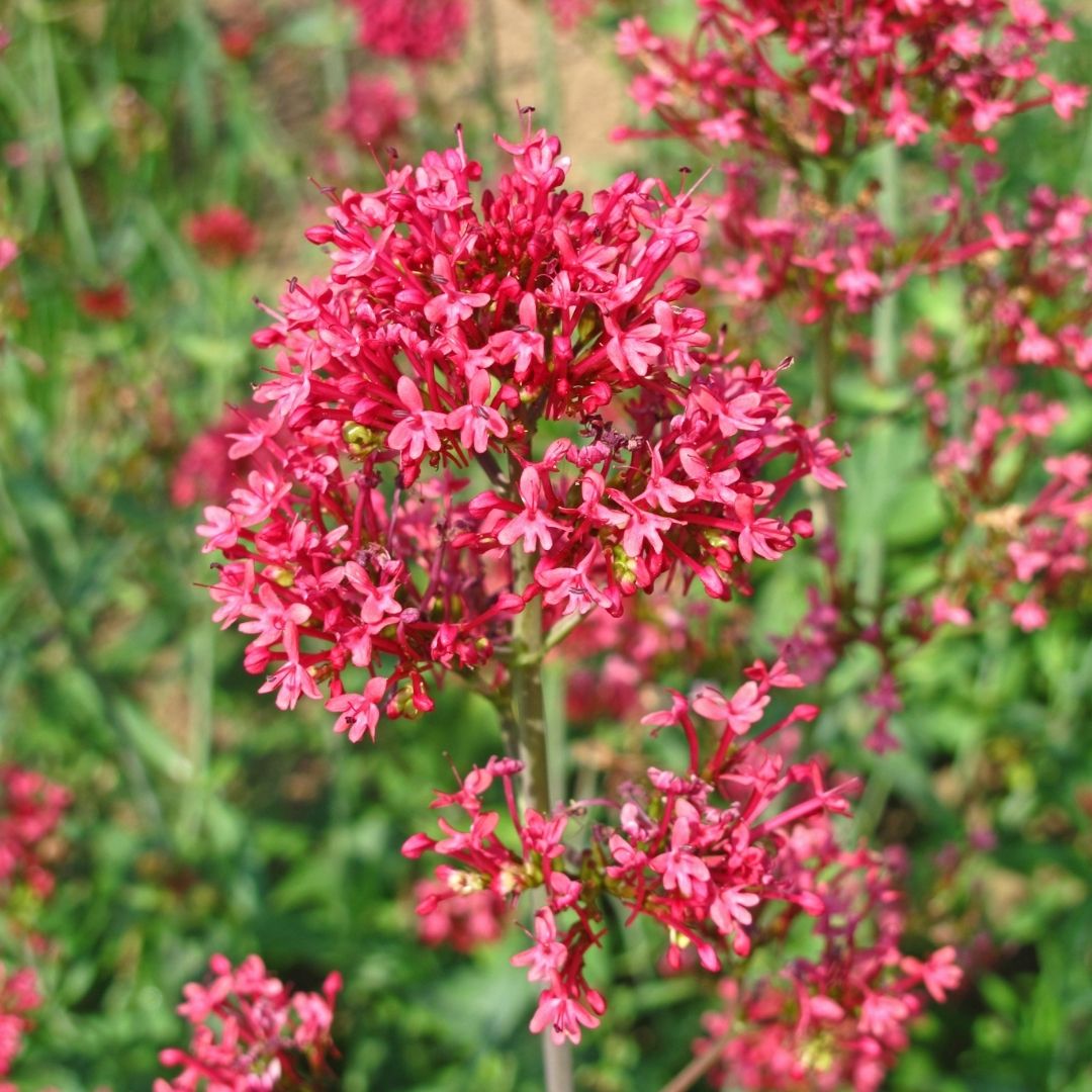 Valeriana - Centranthus Ruber Rosado