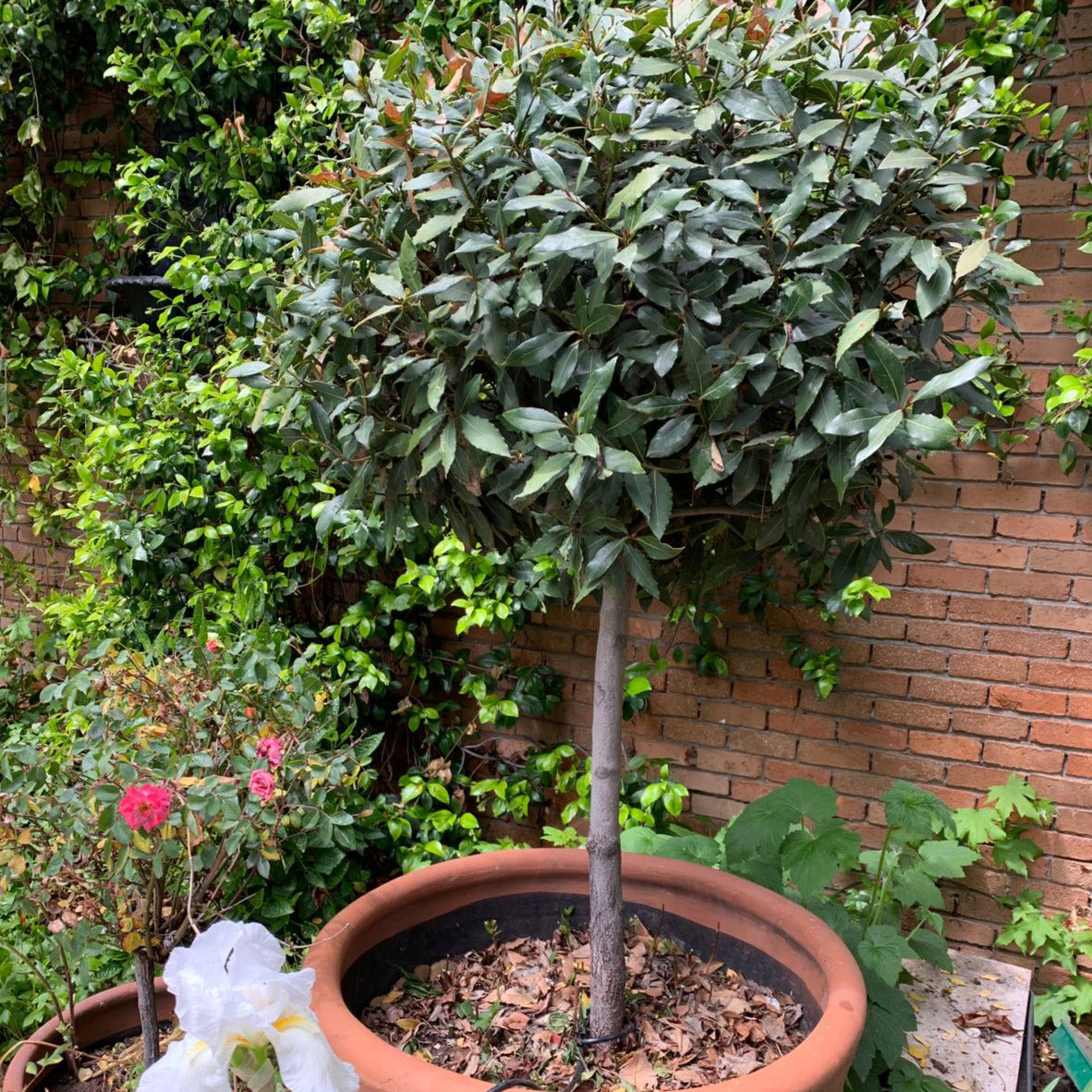 Laurel de Comer Pie Alto - Laurus Nobilis