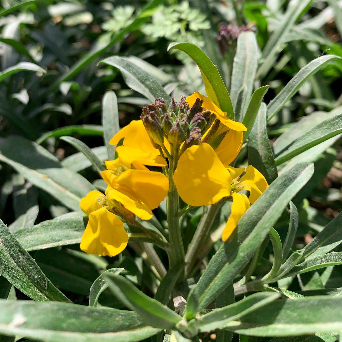 Erysimo - Erysimum Cheiri ( Alheli amarillo)
