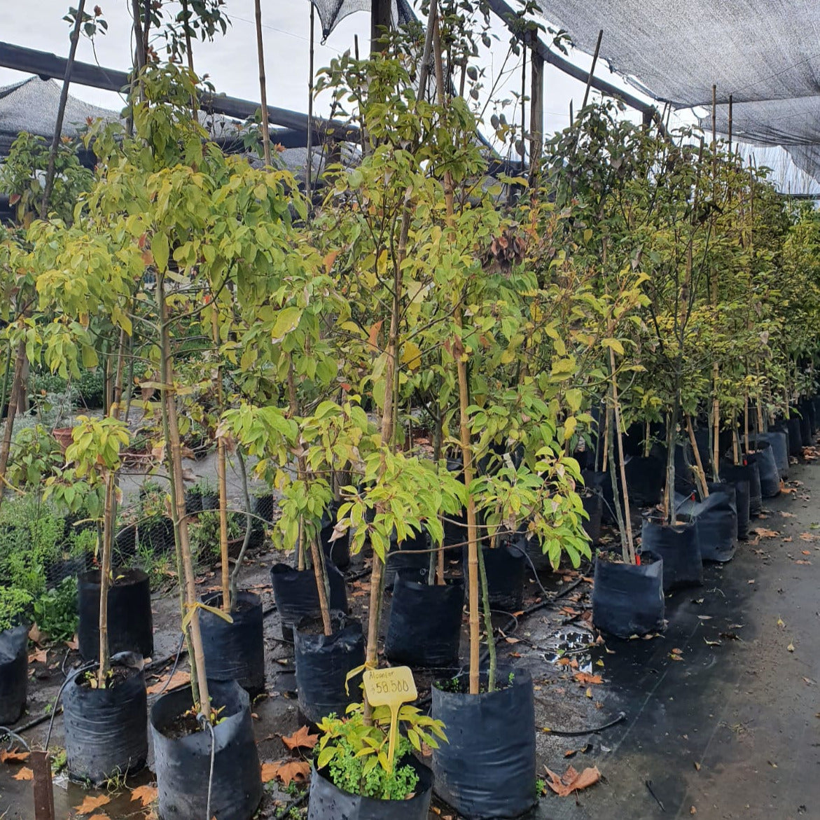 Alcanfor - Cinnamomum Camphora