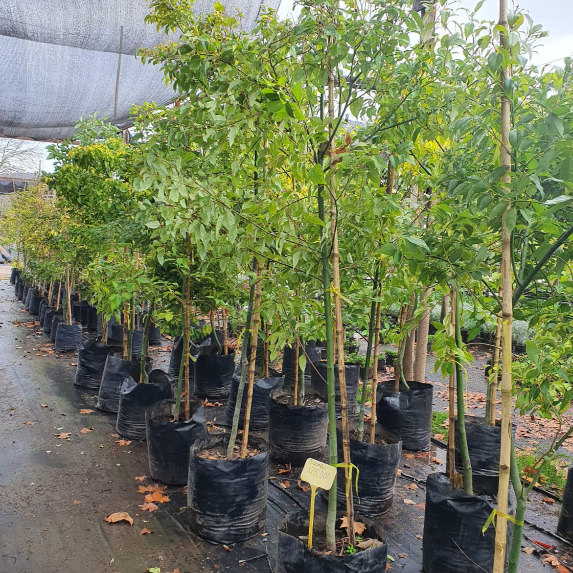 Alcanfor - Cinnamomum Camphora