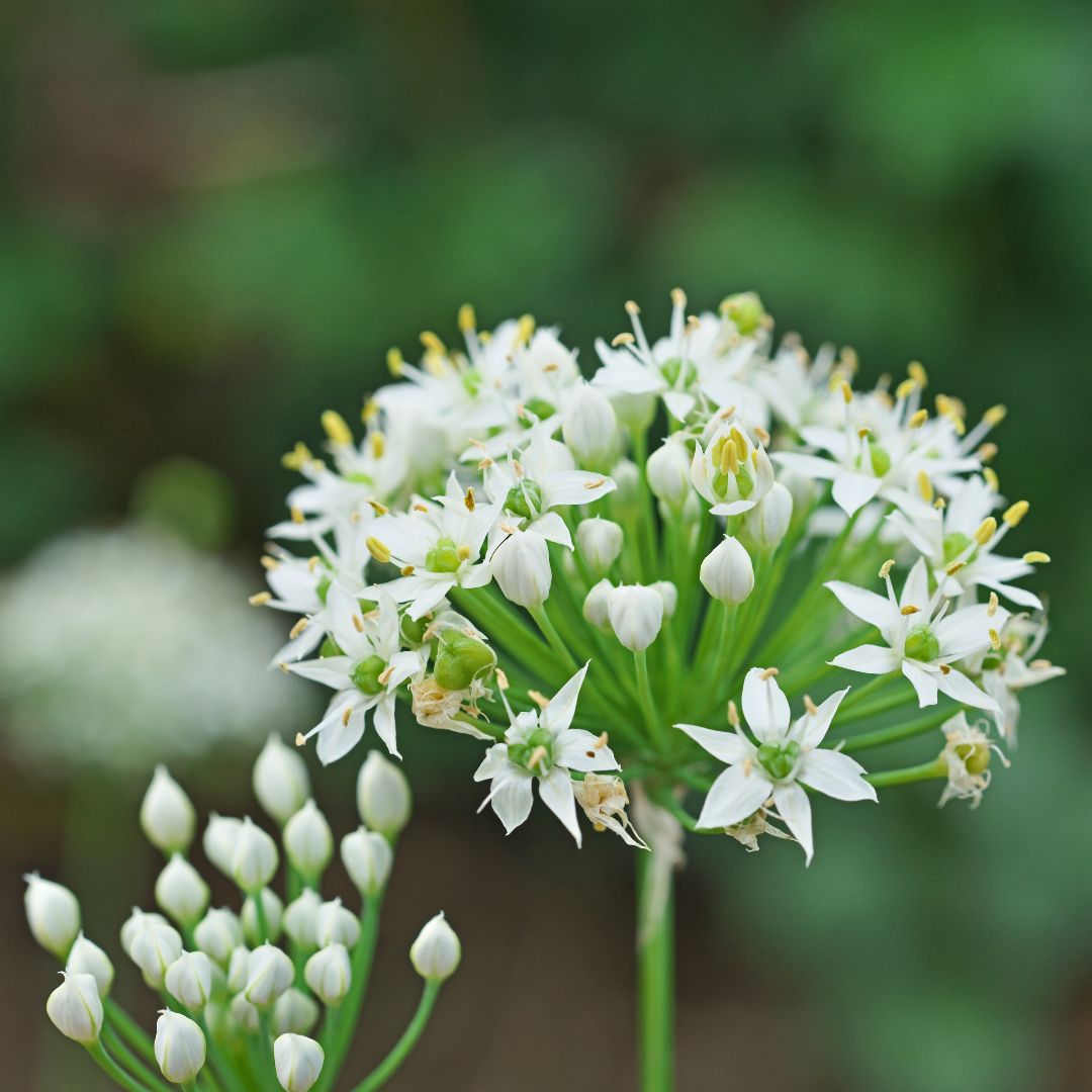 Allium Tuberosum – Cebollin Chino