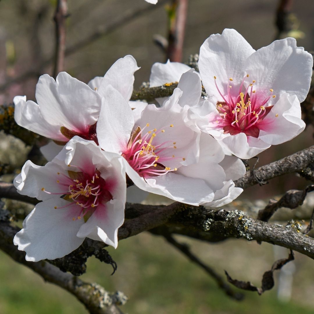 Almendro Non Pareil - Prunus Dulcis Var. Non Pareil