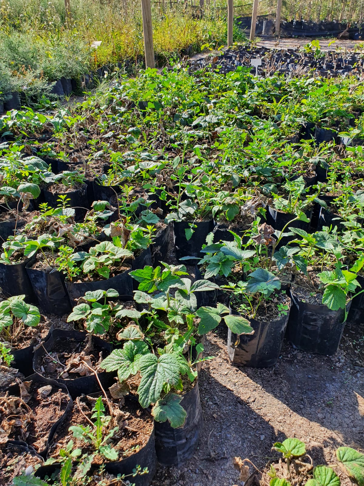 Anemona Blanca - Anemone Japonica