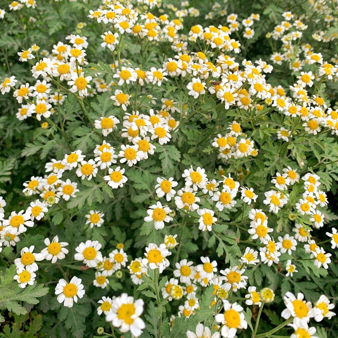 Artemisa-Tanacetum parthenium