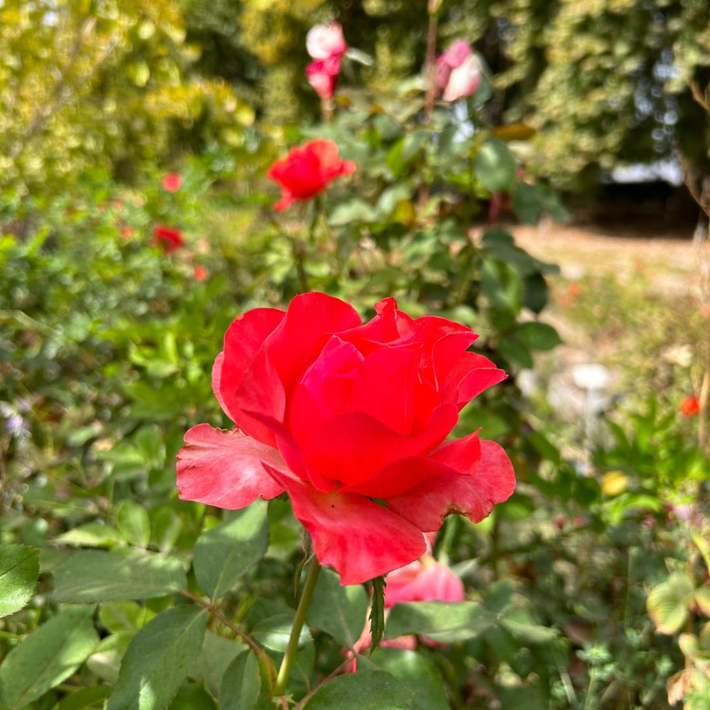 Rosa Aurora