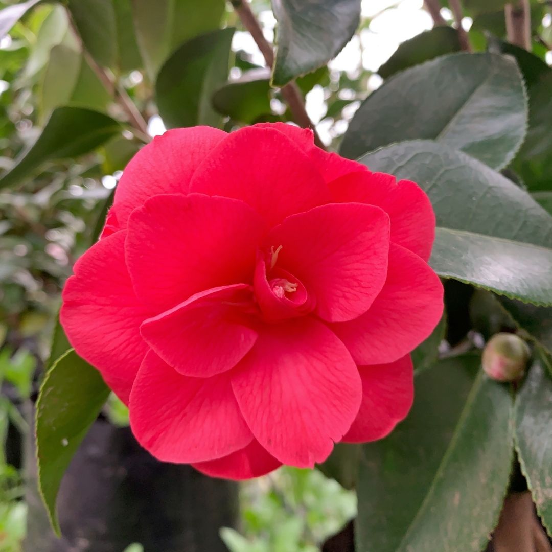 Camelia - Camelia japonica