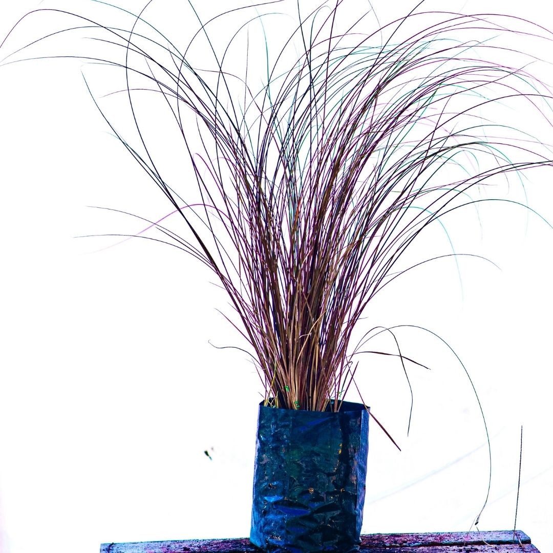 Carex Bronce - Carex Comans Bronze
