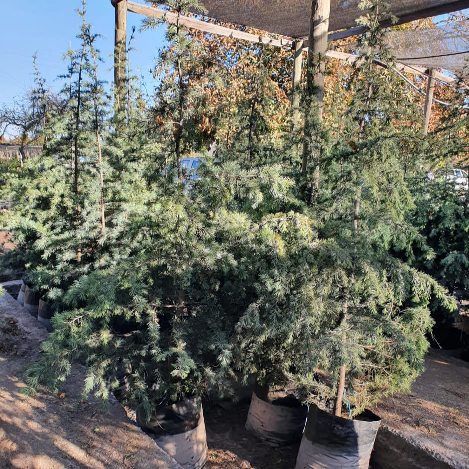 Cedro Del Libano - Cedrus Libani