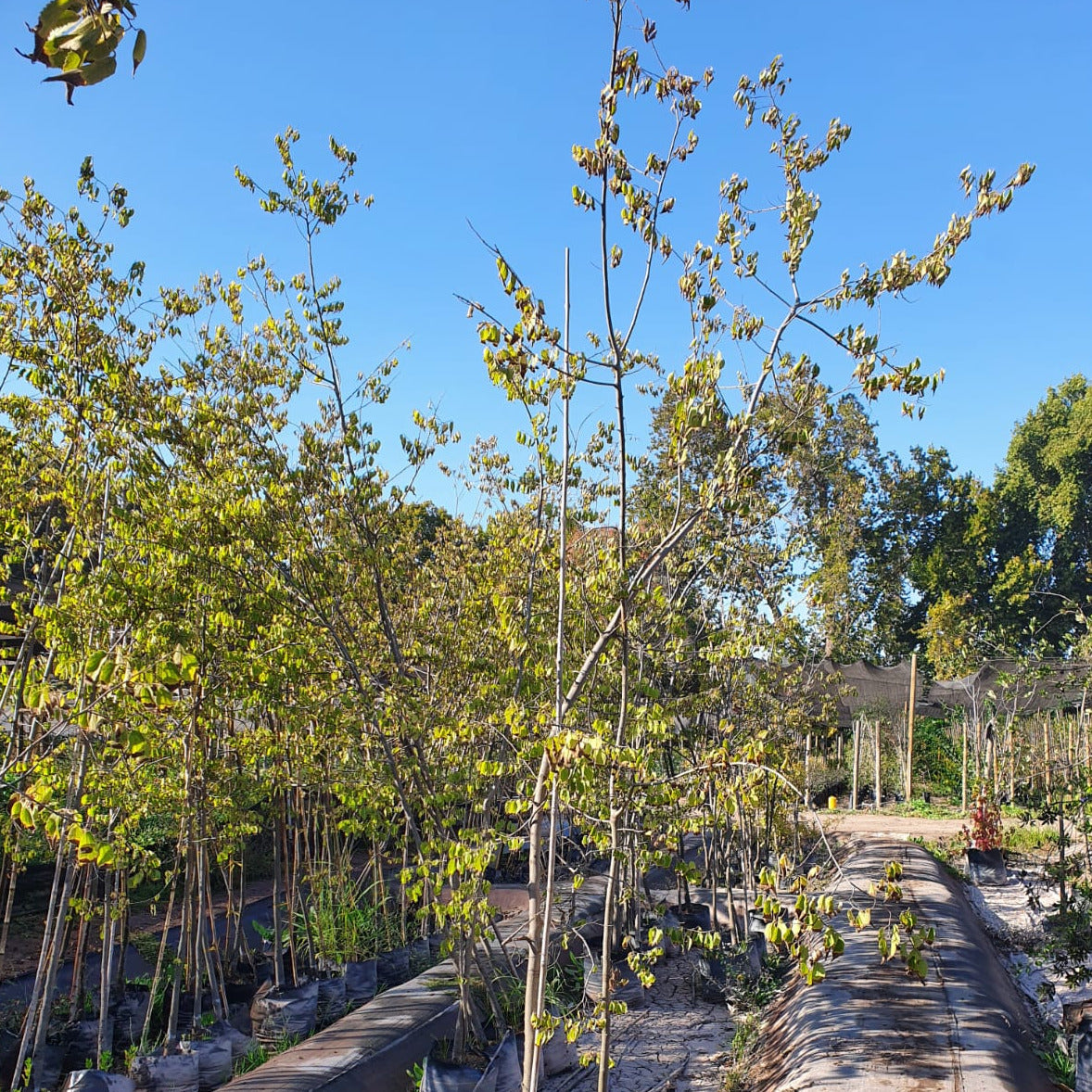 Celtis Australis - Celtis Australis