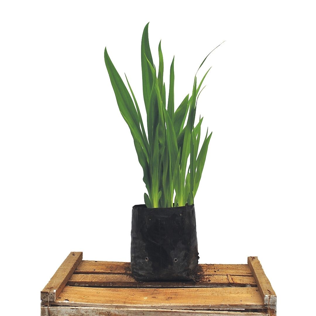 Chasmanthe - Chasmanthe Aethiopica