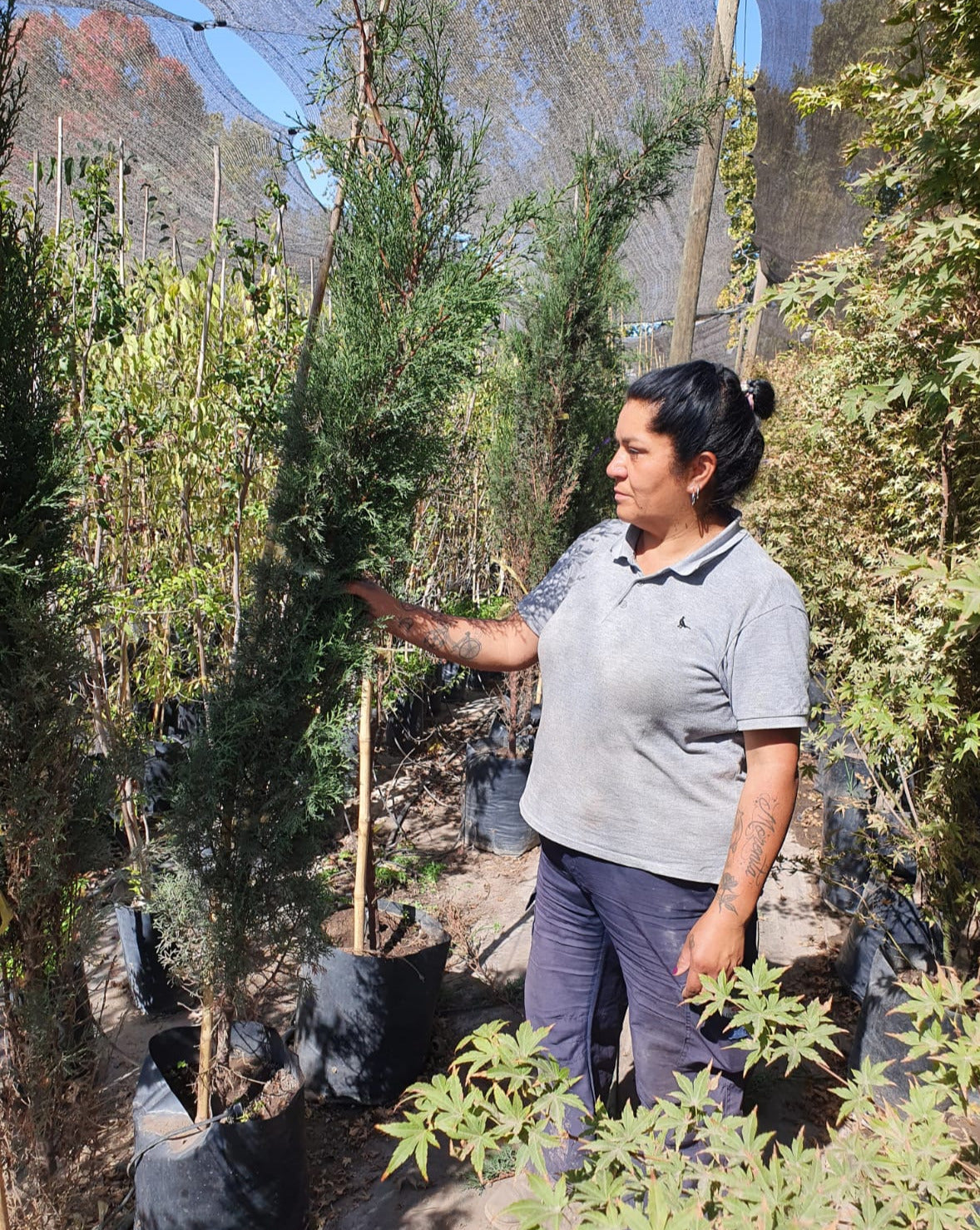 Cipres Italico - Cupressus Sempervirens “Stricta”