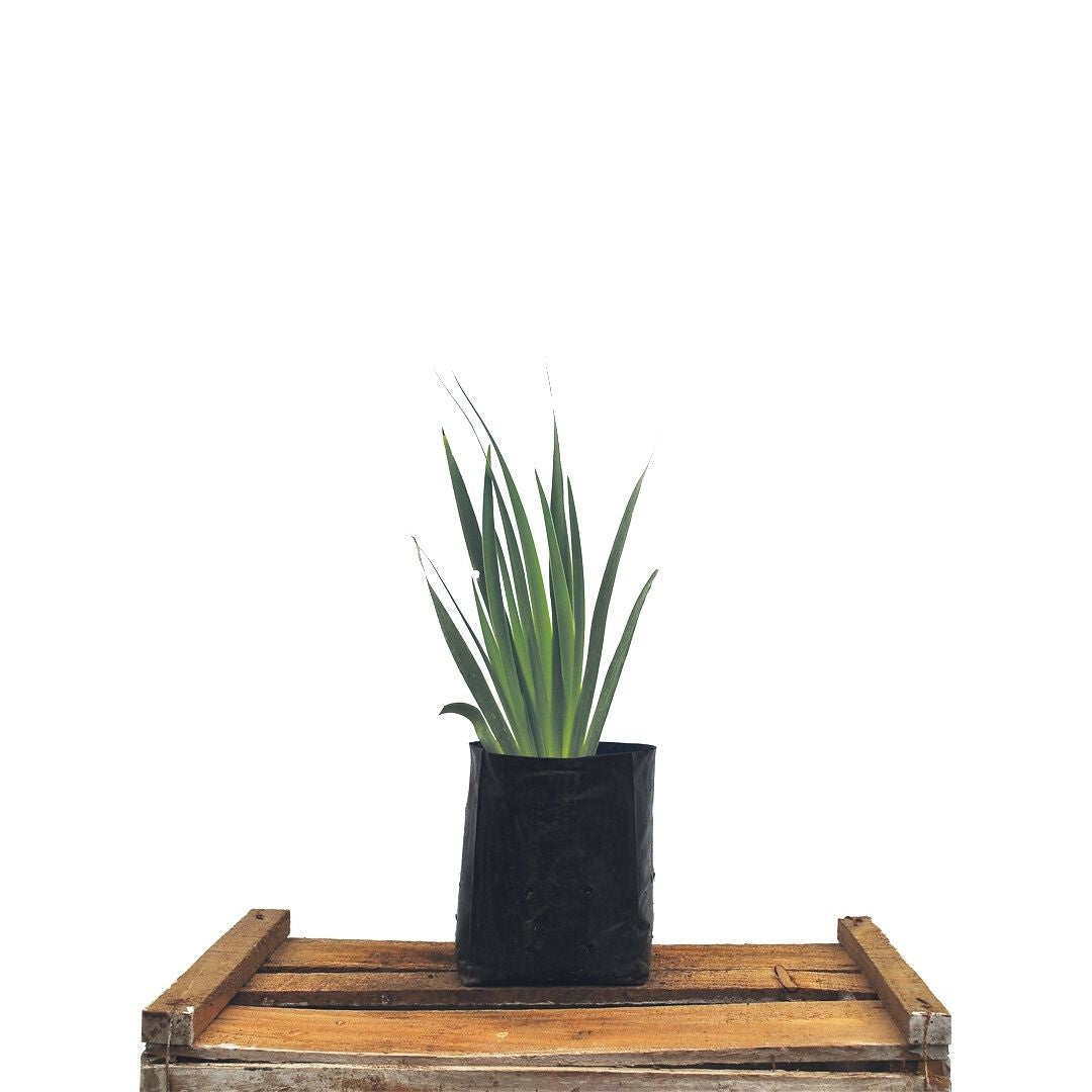 Dietes - Dietes Grandiflora