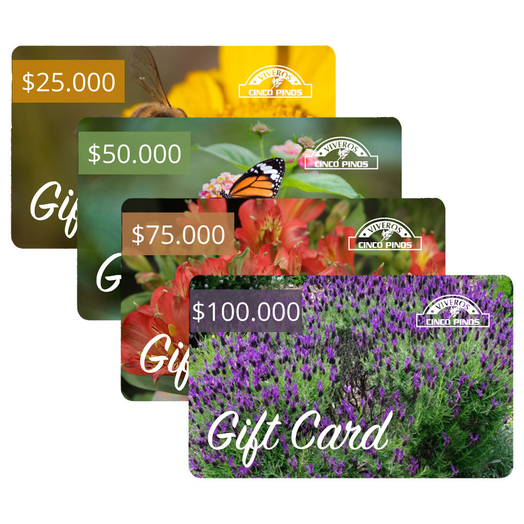 Gift Card de Cincopinos.cl
