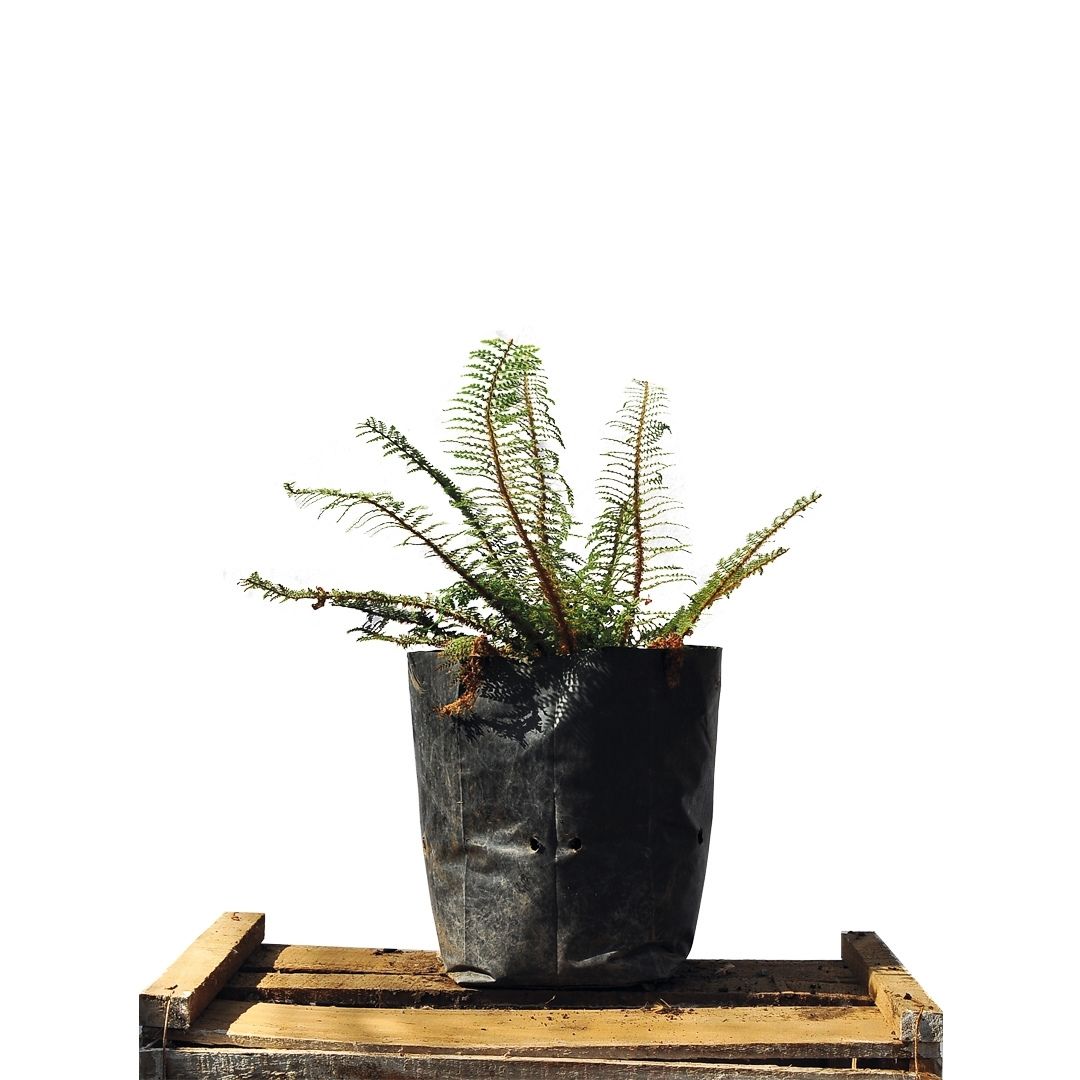 Helecho Polistichum - Polystichum Setiferum