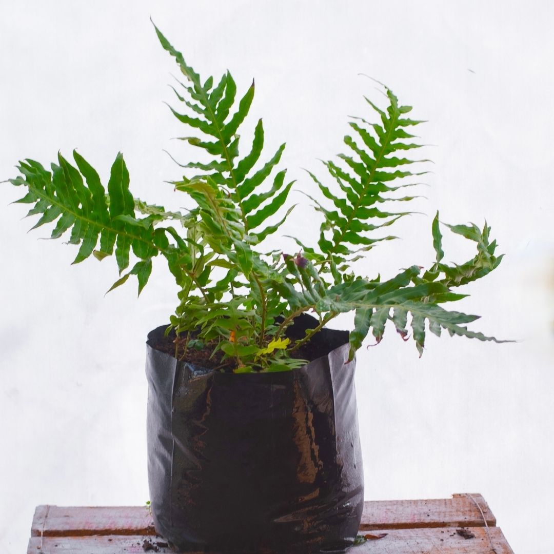 Helecho Costilla De Vaca - Blechnum Chiloensis.