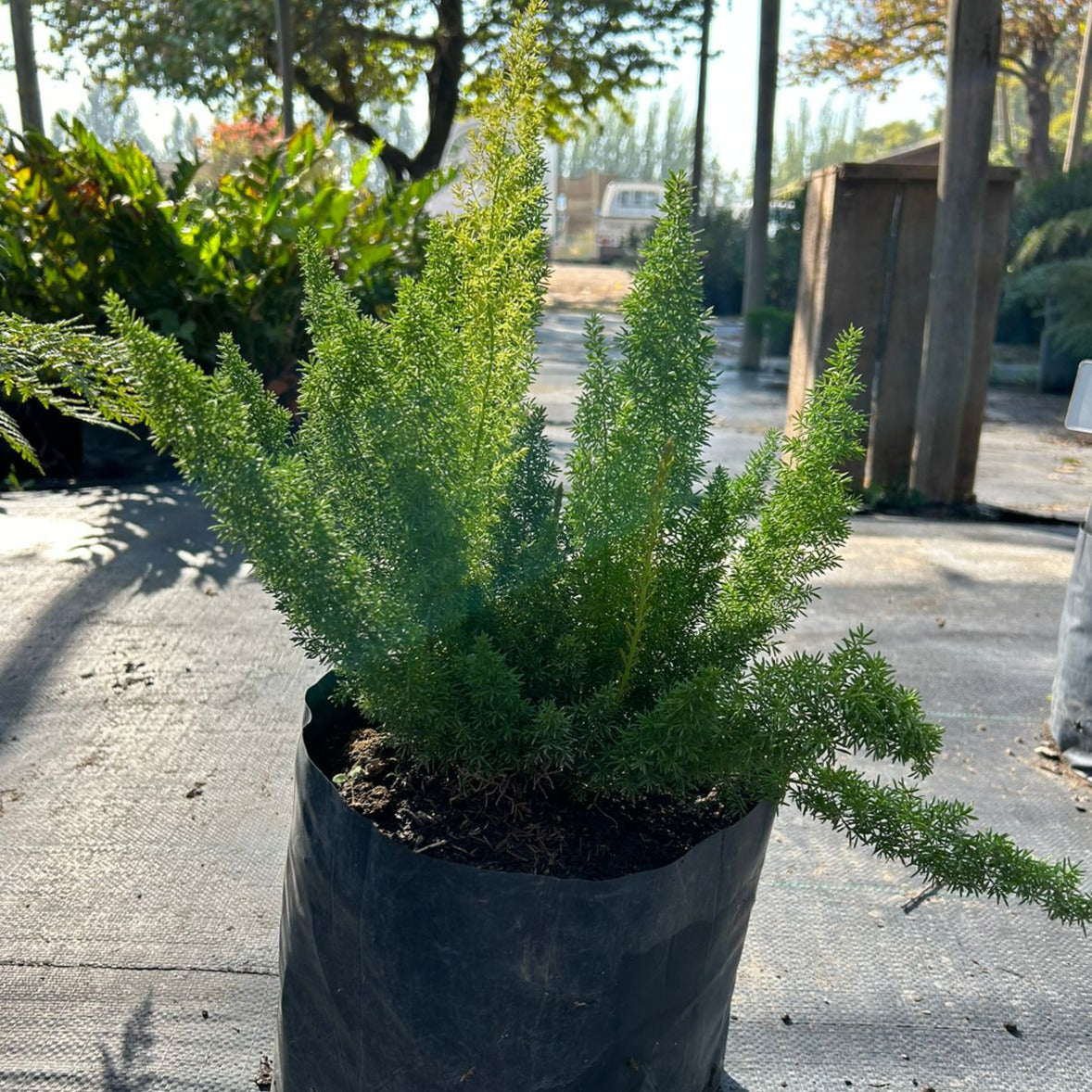 Helecho Meyeri - Asparraus Mayeri