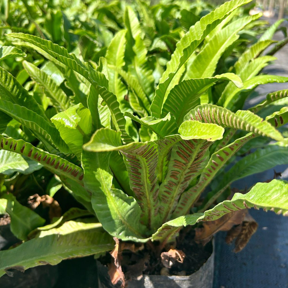 Helecho Asplenium nidus- Helecho Nido de ave