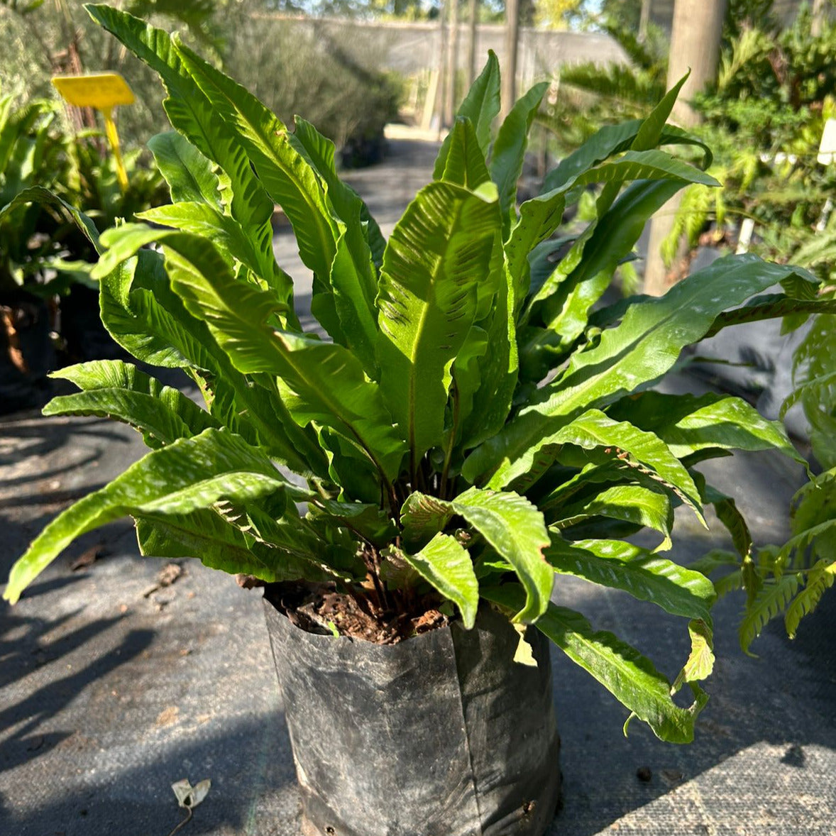 Helecho Asplenium nidus- Helecho Nido de ave