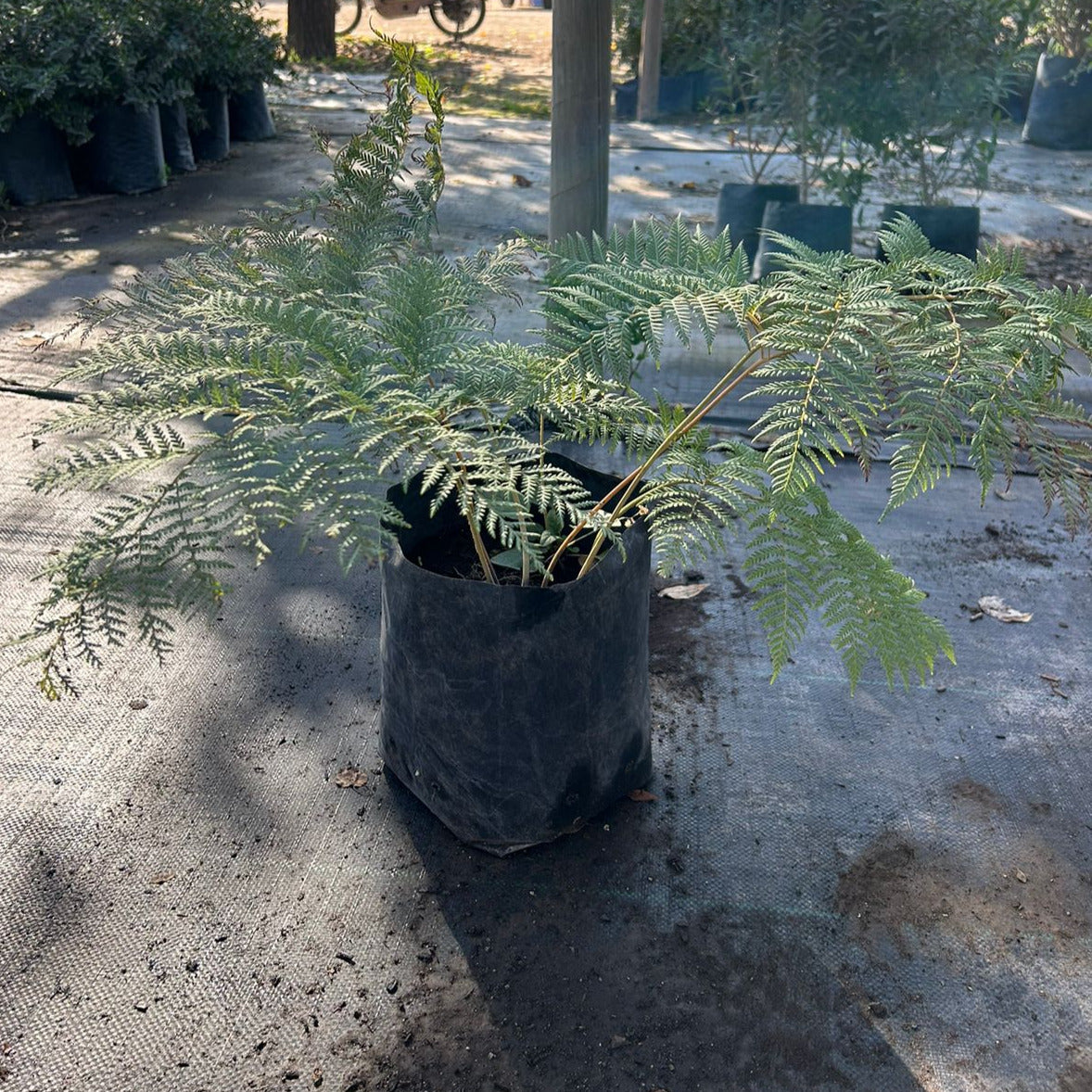 Helecho Paragua - Lophosoria Quadripinnata (Grande)