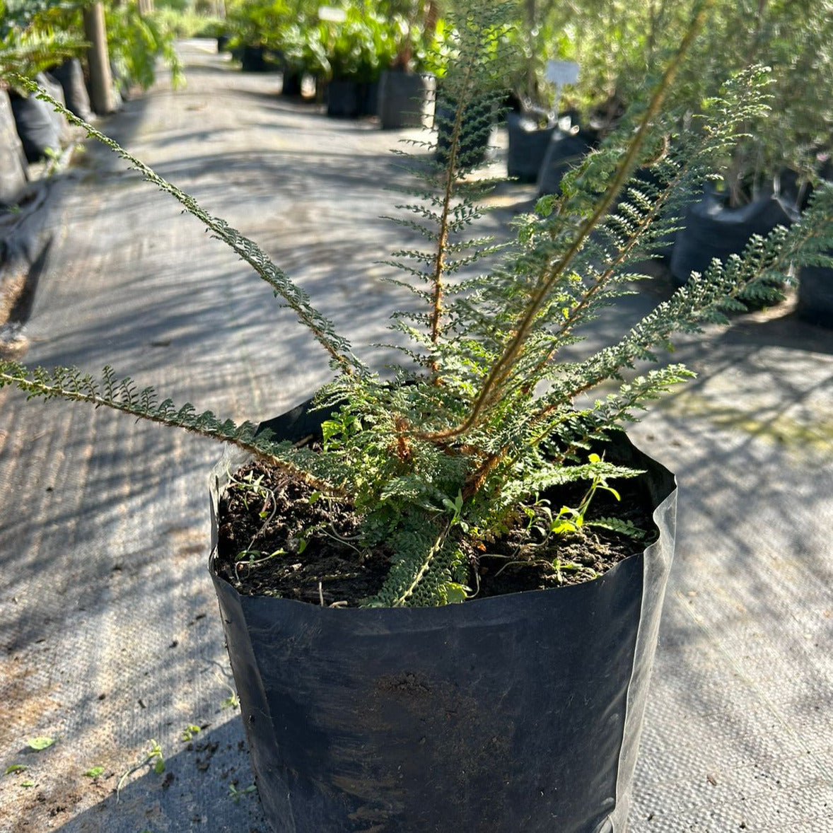 Helecho Polistichum - Polystichum Setiferum