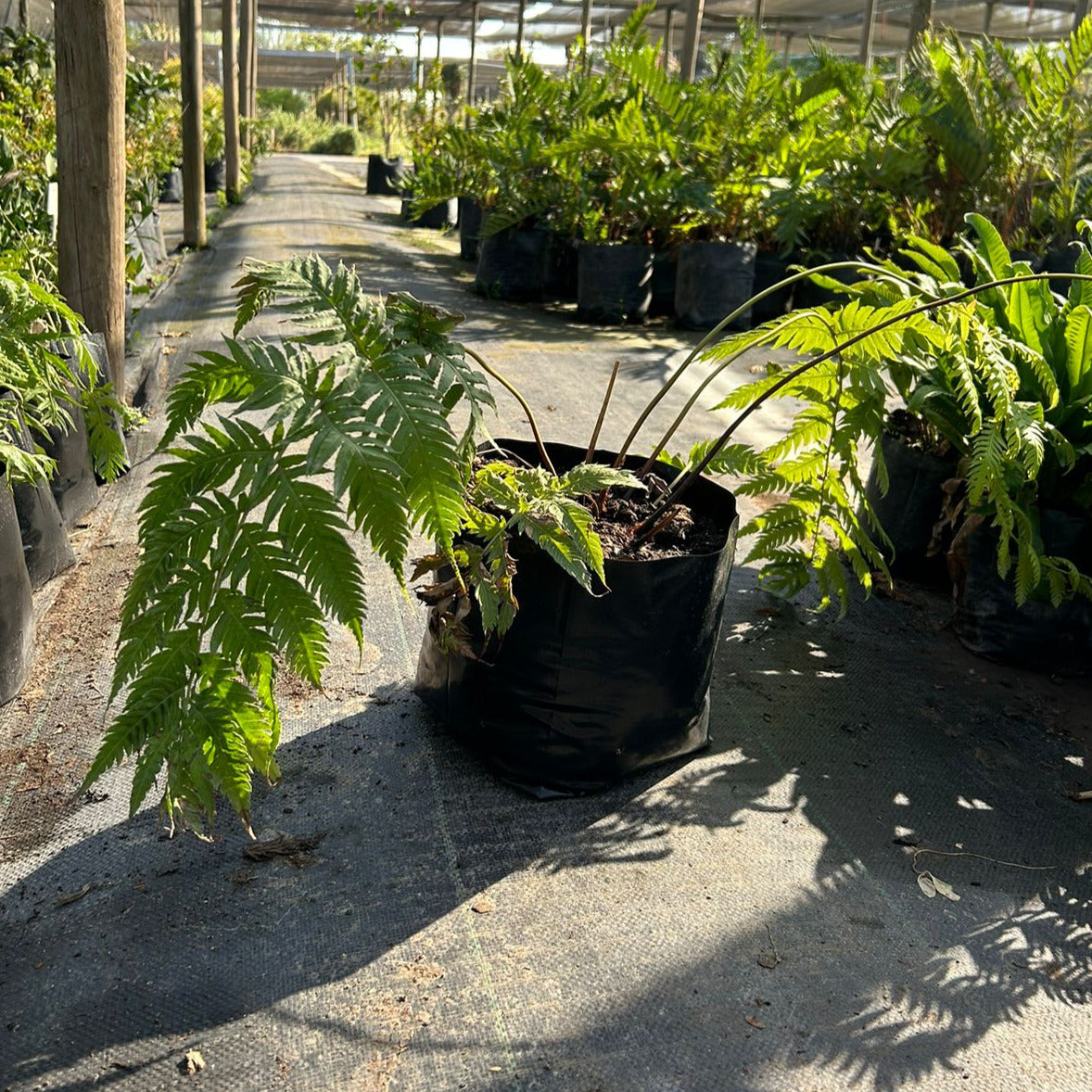 Helecho Woodwardia - Woodwardia Sp.