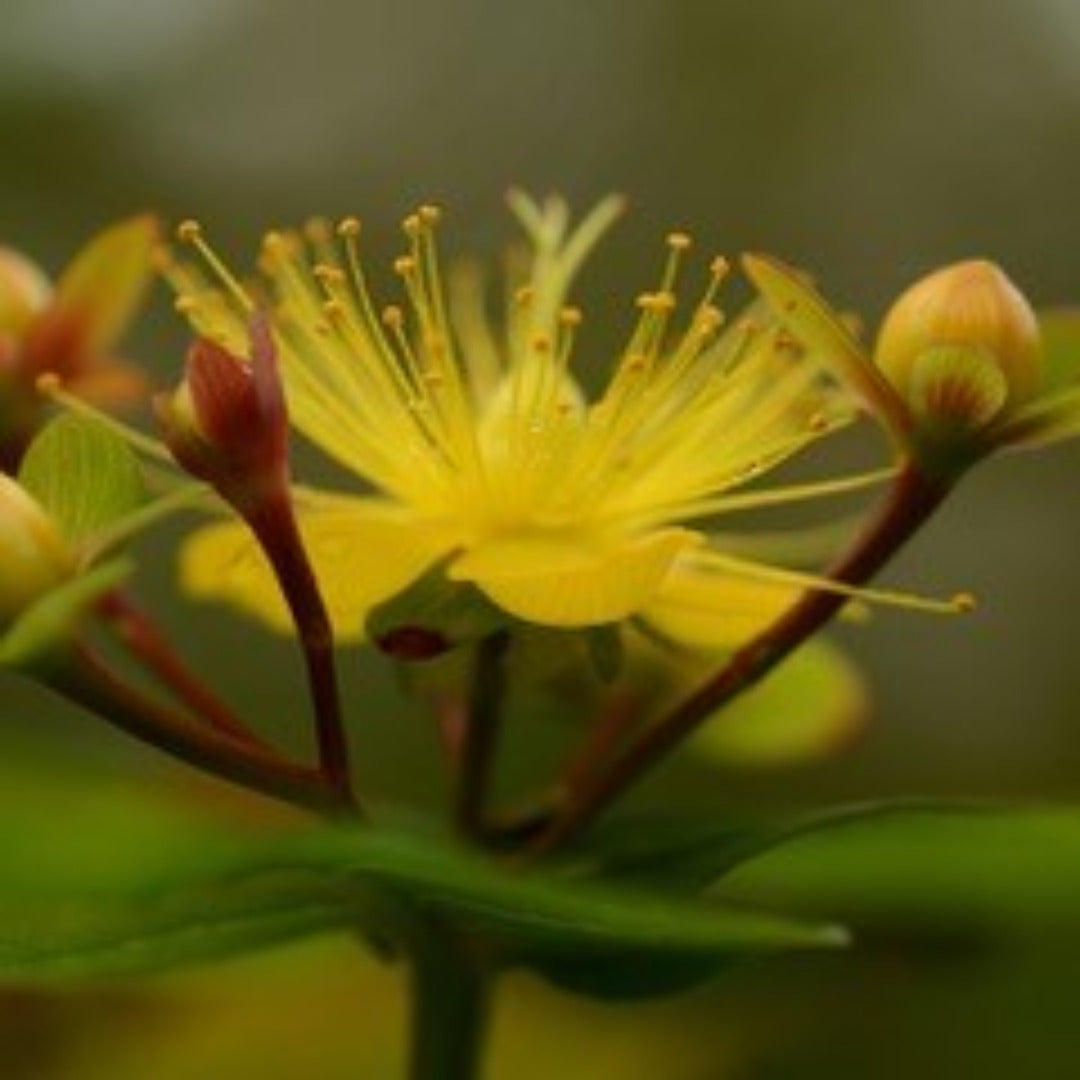 Hiperico Arbustivo - Hypericum Moserianum