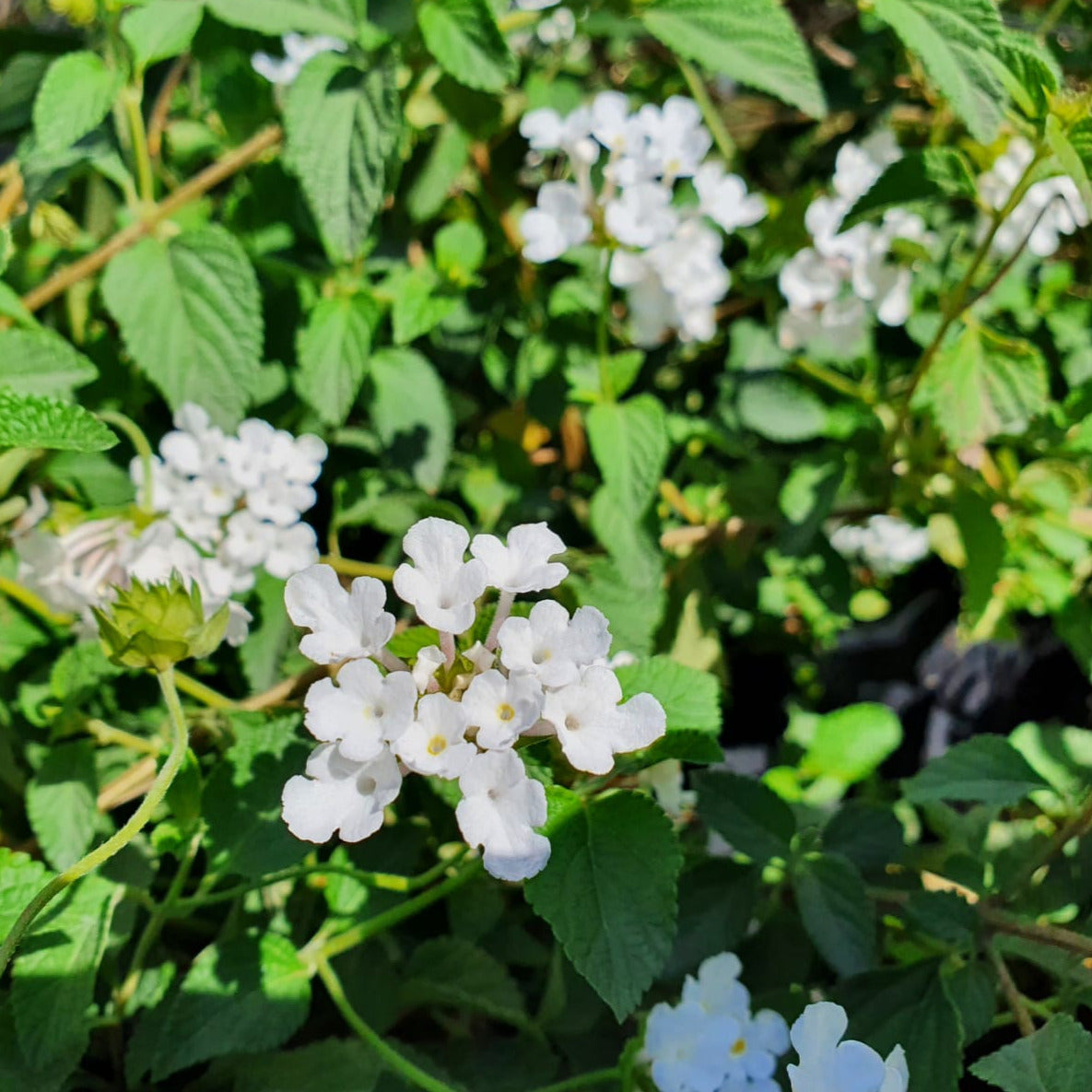 Lantana Pendula Blanca- Lantana Delicatissima.