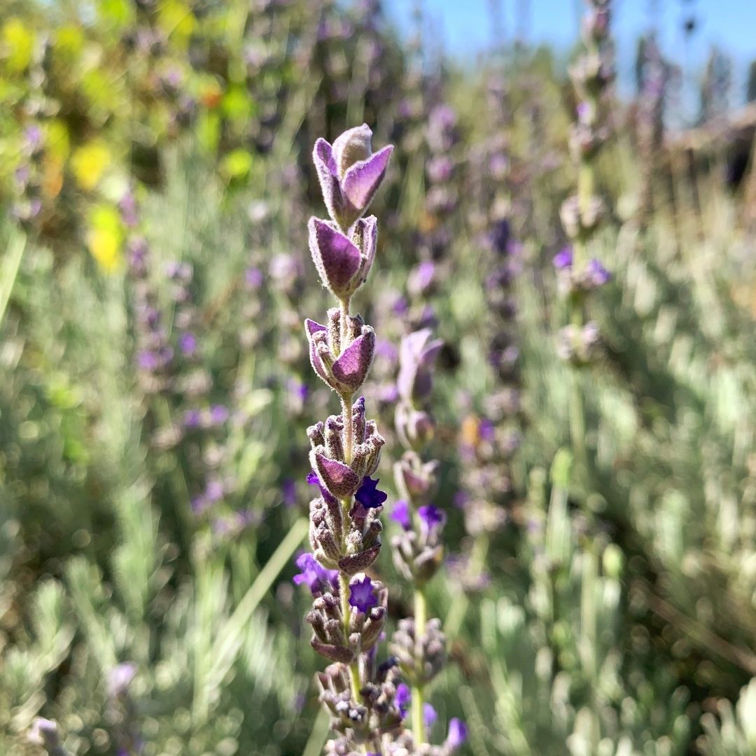 Lavanda Goodwin creek- Lavanda gris.