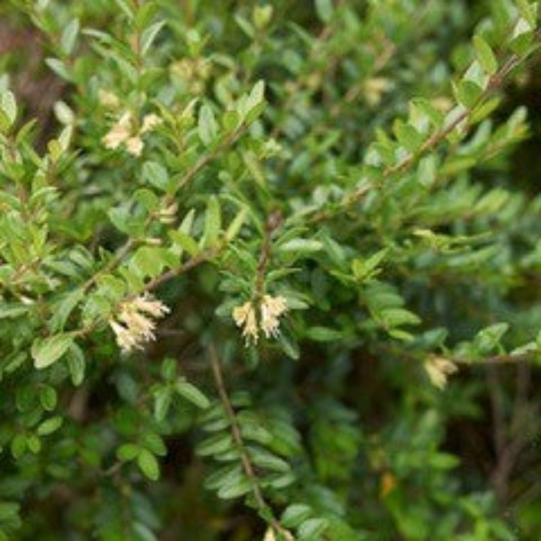 Lonicera - Lonicera Pileata