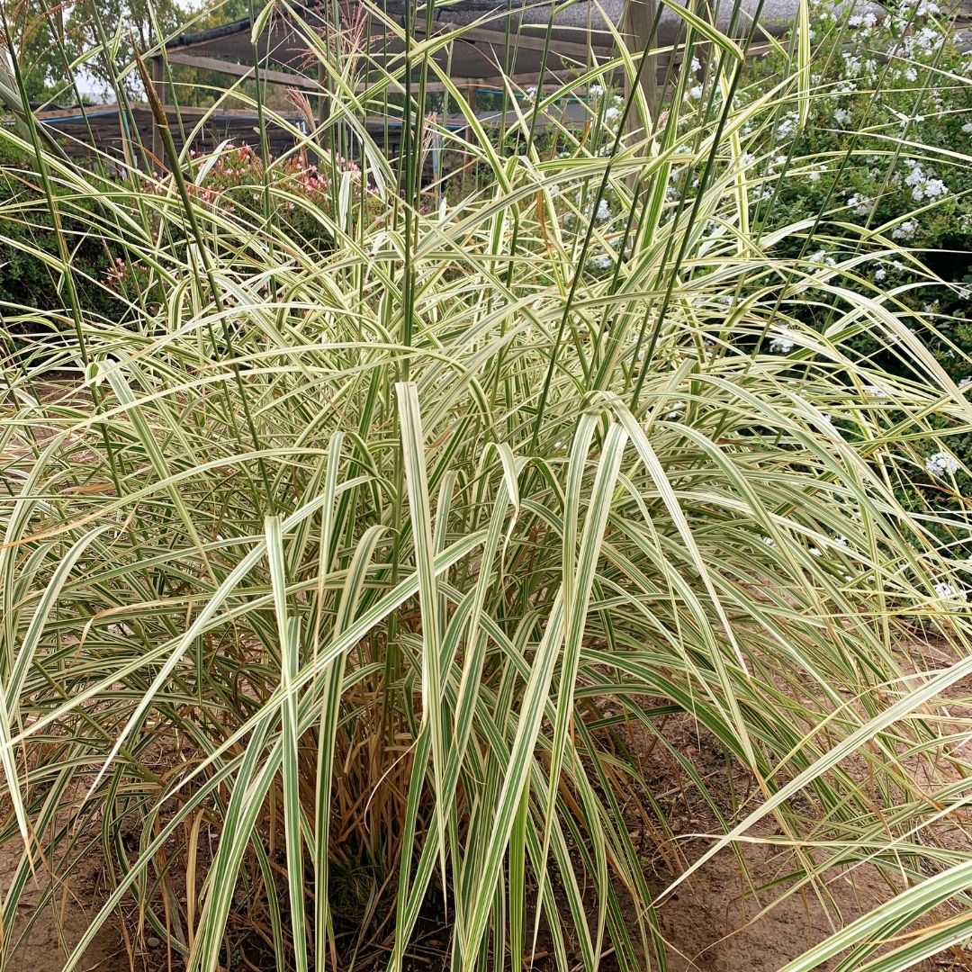 Eulalia - Miscanthus Sinensis Variegado