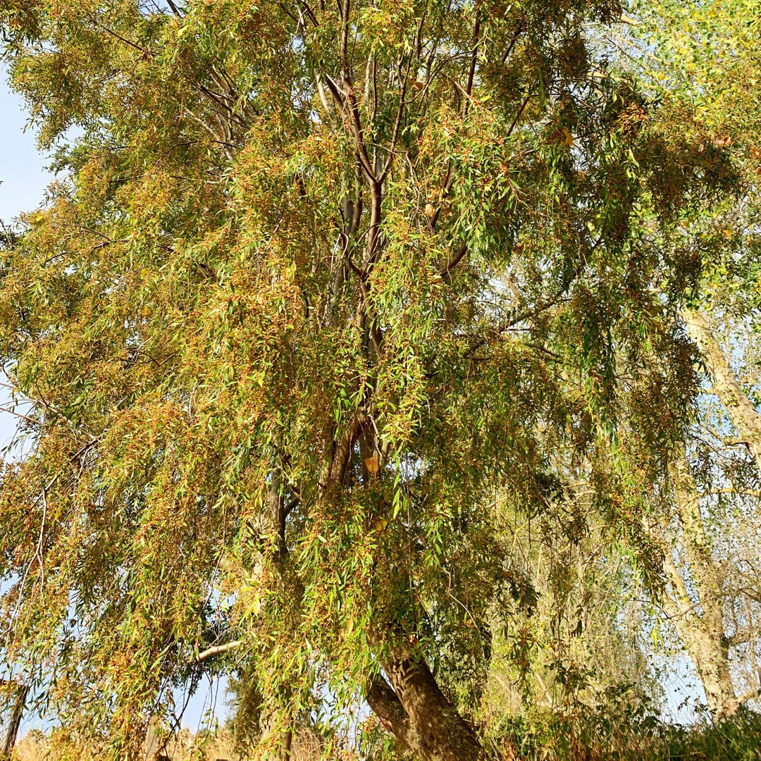 Maiten - Maytenus Boaria