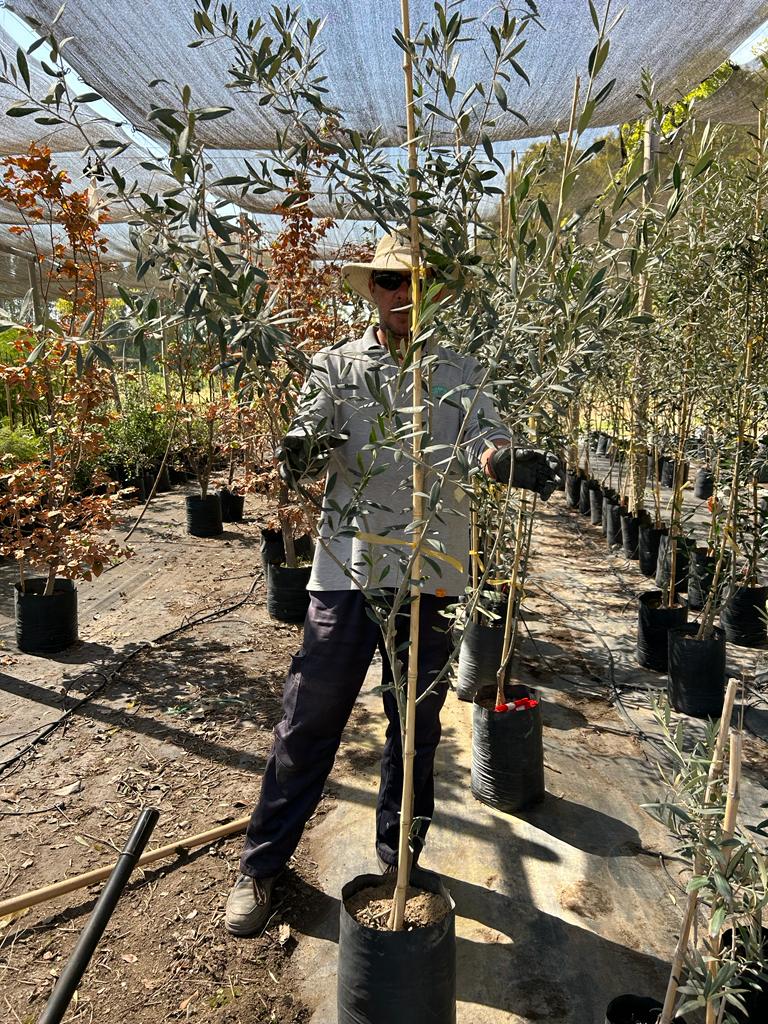 Olivo De Comer - Olea Europaea Var. Sevillana