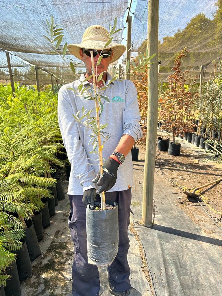 Olivo De Comer - Olea Europaea Var. Sevillana