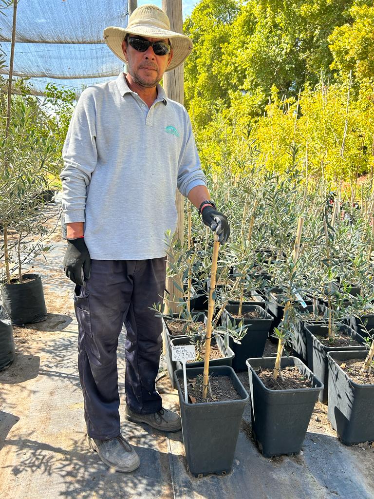 Olivo De Comer - Olea Europaea Var. Sevillana